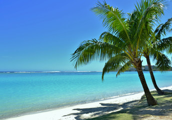 Fototapeta na wymiar Palm Tree and Ocean Background