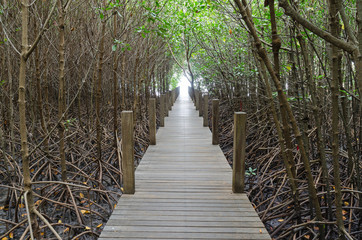 Obraz premium Light at the end of walkway in mangrove forest ,chanthaburi thai
