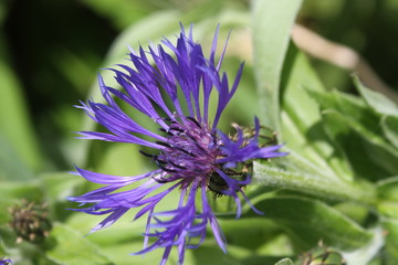 Centaurea flower