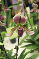 Pink lady's slipper orchid