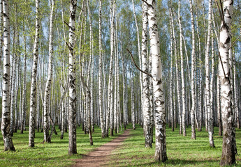 Obraz premium Spring birch forest in the morning