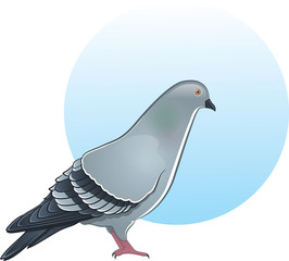 Cute vector pigeon illustration