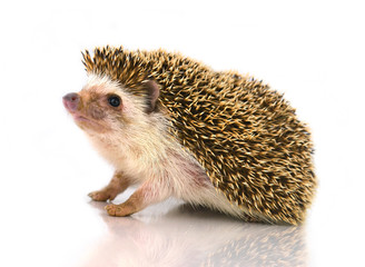 Hedgehog isolate on white background