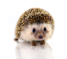 Hedgehog isolate on white background