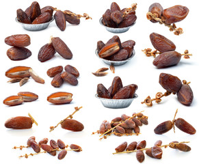 date palm white background