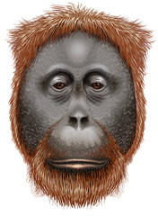 An orangutan