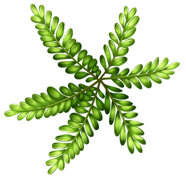 A topview of a fern