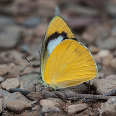 Beautiful Butterfly