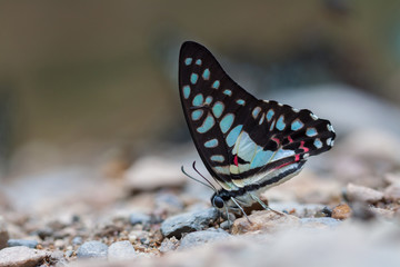 Beautiful Butterfly