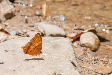 Beautiful Butterfly