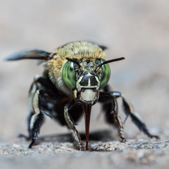 green bee
