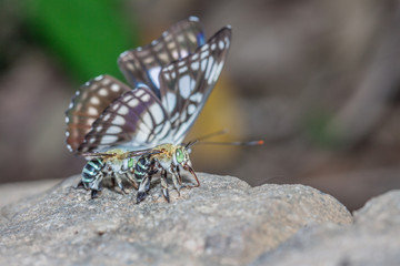 Beautiful bee