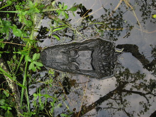 alligator in the weeds