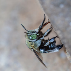 Bee