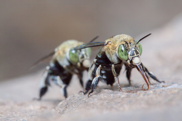 green bee