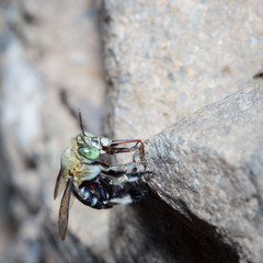 green bee