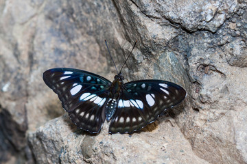 Beautiful Butterfly