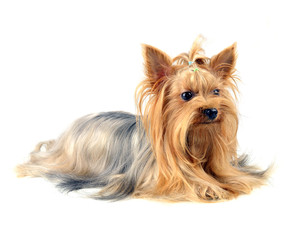 yorkshire terrier isolated on white