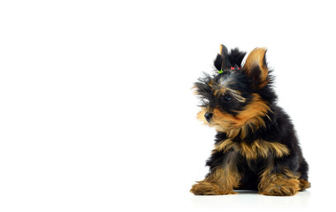 Pyppy of the Yorkshire Terrier