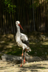 Cigogne Blanche, oiseau