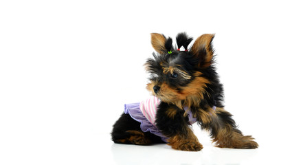 Funny puppy of the Yorkshire Terrier sits on white background