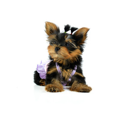 Funny puppy of the Yorkshire Terrier sits on white background