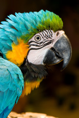 Close up Macaw