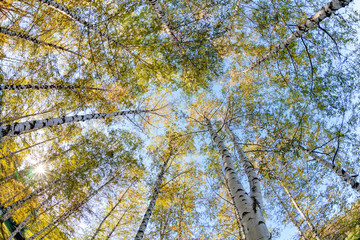 Siver birch trees