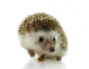 Hedgehog isolate on white background