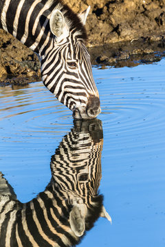 Zebra Drinking Water Mirror Double Wildlife