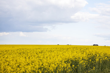 Blooming canola field