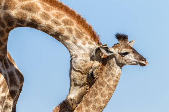 Giraffe Mother Affections Calf Wildlife Animals