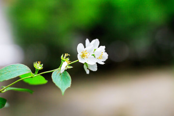 Preview plant twig flower blooming jasmine