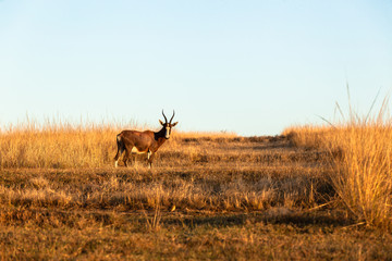 Buck Morning Landscape Wildlife Terrain