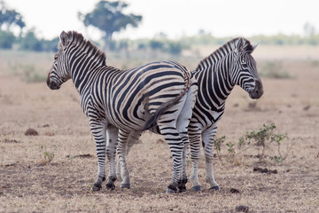 Obraz na płótnie Canvas Two Zebras standing side by side