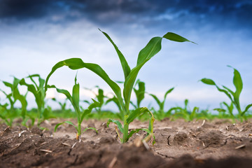 Young green corn in agricultural field