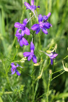 Forking Larkspur