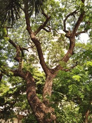 old green tree with detailed branches