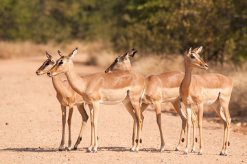 Naklejka na ściany i meble Small herd on Impala antelopes crossing a gravel road
