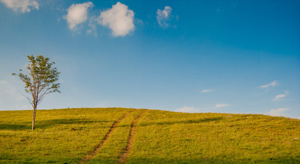 Obraz premium albero