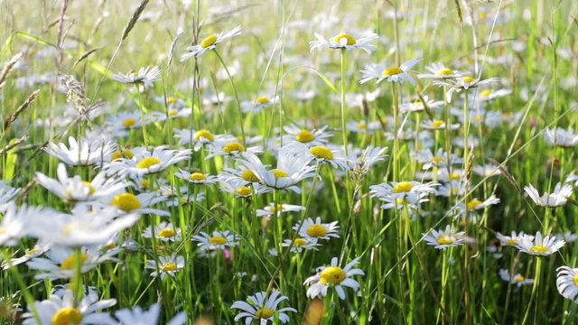 daisy flower meadow field shallow focus with wind