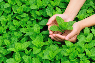 hands protect mint plants in vegetable garden 