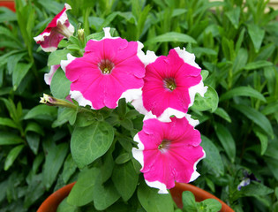 Decorative Flower Petunia