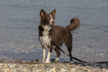 Sch&ouml;ner Hund am Wasser