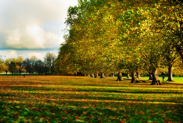 Naklejka premium Autumn Colours