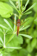Weibliche Spitzenfleck Libelle - Libellula fulva