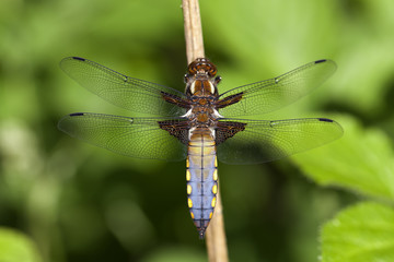 Männliche Plattbauch Libelle - Libellula depressa