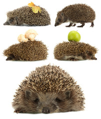 Collage of cute hedgehog isolated on white