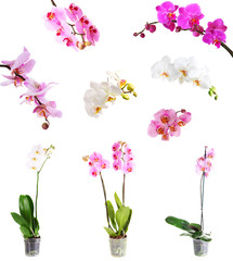 Collage of beautiful orchids isolated on white