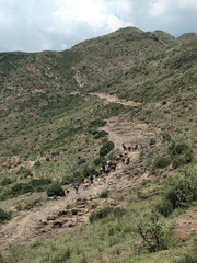 Hearding cattle in the Maloti mountains